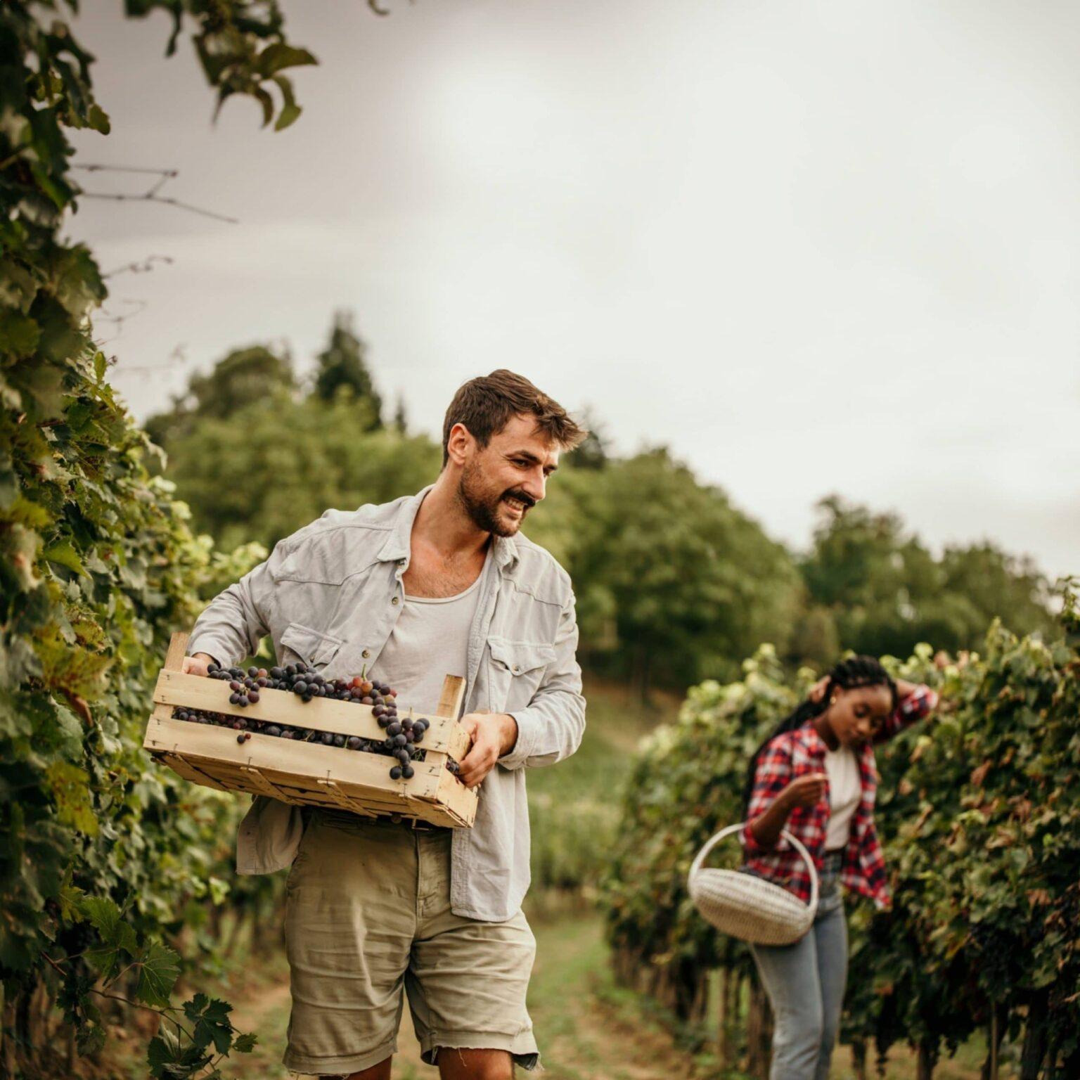 Vendangeur portant une cagette de raisins dans un vignoble, collègue en arrière-plan